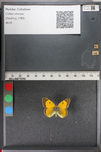 Media type: image;   Entomology 118876